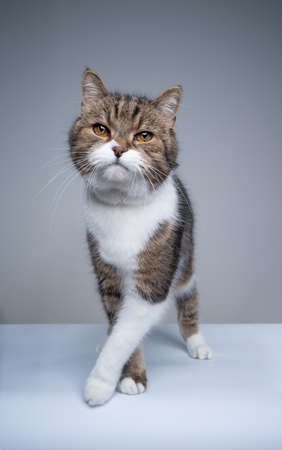studio shot of a tabby white british shorthair cat walking looking at camera with copy spaceの写真素材