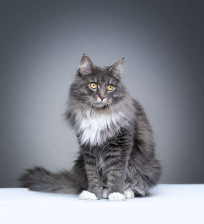 studio portrait of a blue tabby white maine coon cat sitting on white ground looking thoughtful on gray background with copy spaceの写真素材