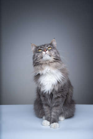 studio shot of a curious gray white maine coon cat sitting on the floor looking up at copy spaceの写真素材