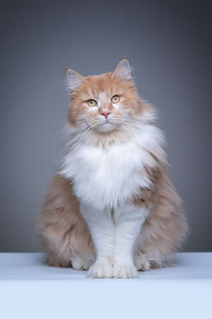 studio portrait of a fluffy ginger white maine coon cat sitting on white ground looking cute on gray background with copy spaceの写真素材