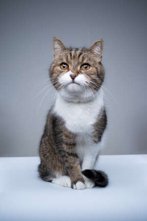 studio portrait of a cute tabby white british shorthair cat sitting looking curiously on gray background with copy spaceの写真素材
