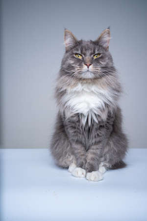 studio shot of a blue tabby white maine coon cat sitting looking at camera suspiciouslyの写真素材