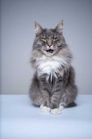 studio shot of a blue tabby white maine coon cat sitting with mouth open complainingの写真素材