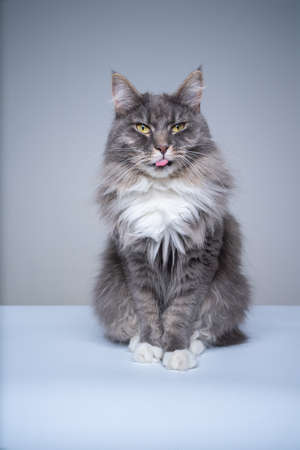studio shot of a blue tabby white maine coon cat sitting sticking out tongueの写真素材