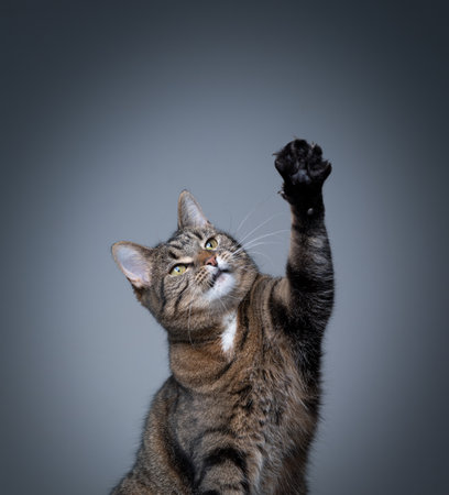 studio shot of a playing tabby shorthair cat raising paw on gray background with copy spaceの写真素材