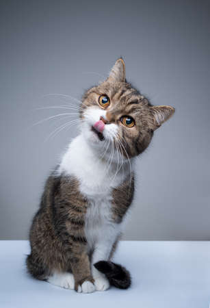 studio shot of a cute tabby white british shorthair cat sitting tilting head licking lipsの写真素材
