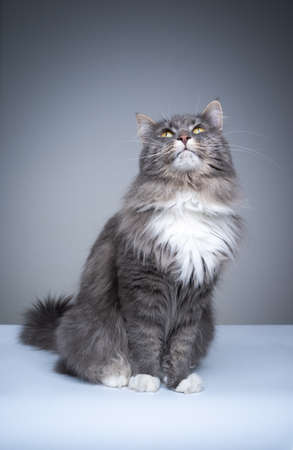 studio shot of a curious gray white maine coon cat sitting looking up at copy spaceの写真素材