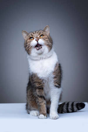 tabby white british shorthair cat sitting on white ground looking up begging for food meowing on gray background with copy spaceの写真素材