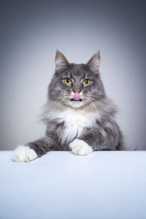 studio shot with copy space of a curious gray white maine coon cat licking lips looking mischievousの写真素材