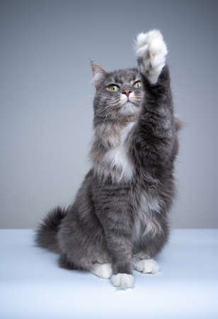 studio shot of playful blue tabby maine coon cat raising paw reaching up looking at cameraの写真素材