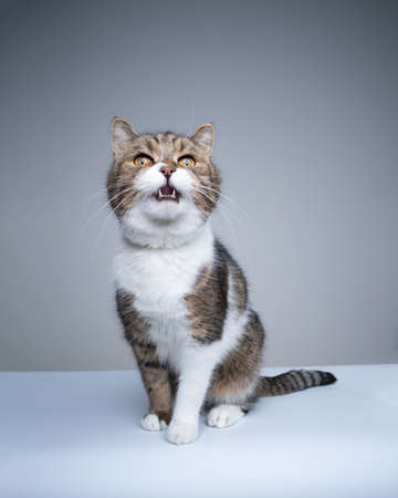 studio shot of a tabby white british shorthair cat meowing with mouth open making funny face with copy spaceの写真素材