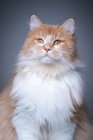 studio portrait of a cream colored white maine coon cat on gray backgroundの写真素材