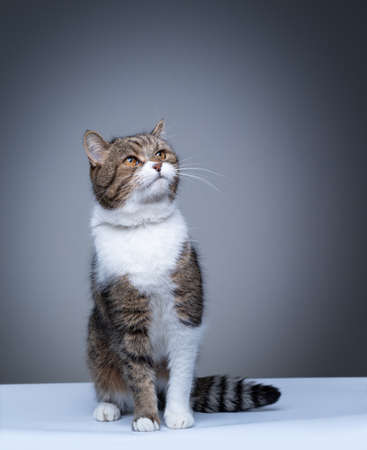 studio shot of a tabby white british shorthair cat sitting on white ground looking up on gray background with copy spaceの写真素材