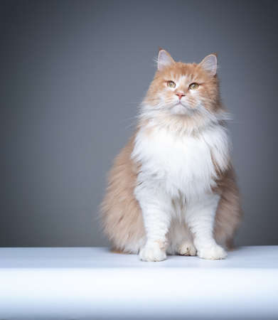 studio portrait of a fluffy ginger white maine coon cat sitting looking curiously on gray background with copy spaceの写真素材