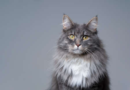 studio portrait of a blue tabby white maine coon cat on gray background with copy spaceの写真素材