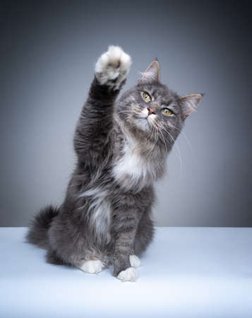 studio shot of a cute maine coon cat playing waving paw looking at cameraの写真素材