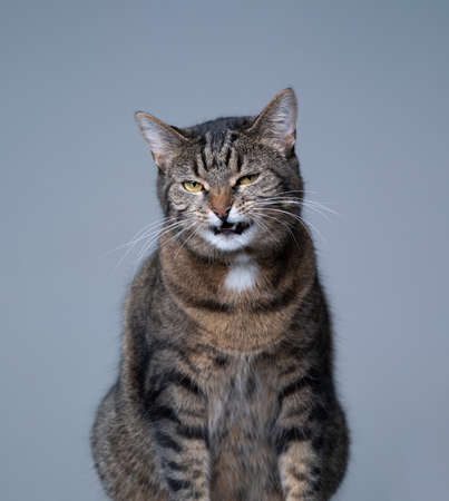 studio portrait of a tabby shorthair cat making funny face on gray background with copy spaceの写真素材
