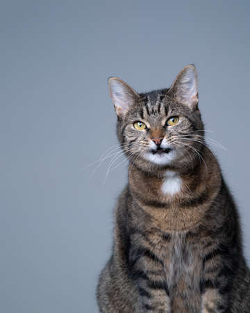 studio portrait of a tabby shorthair cat making funny face on gray background with copy spaceの写真素材