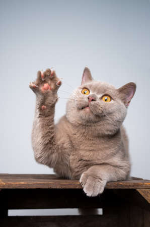 6 month old lilac british shorthair kitten playing raising paw with copy spaceの写真素材