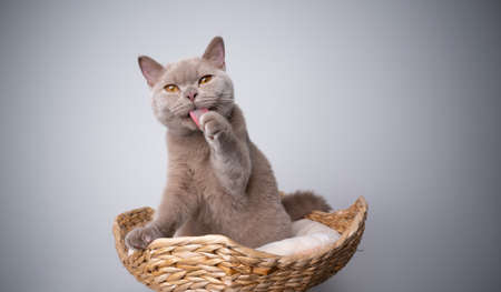 6 month old lilac british shorthair kitten sitting on scratching post grooming licking paw looking at cameraの写真素材