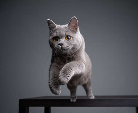 playful 6 month old blue british shorthair kitten jumping off a table on gray background with copy spaceの写真素材
