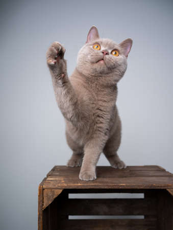 playful 6 month old lilac british shorthair kitten standing on wooden crate lifting paw looking upの写真素材