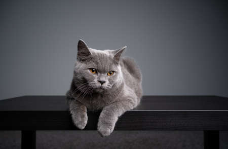 6 month old blue british shorthair kitten lying on front resting on wooden tableの写真素材