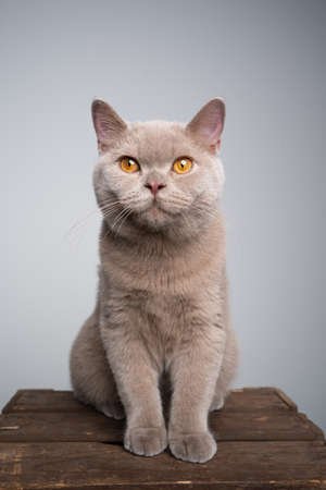 portrait of a 6 month old lilac british shorthair kitten sitting on wooden crate with copy spaceの写真素材