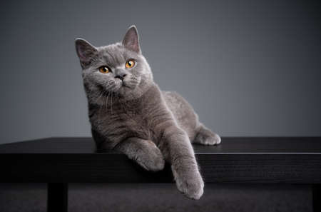 6 month old blue british shorthair kitten lying on front resting on wooden table looking curiouslyの写真素材