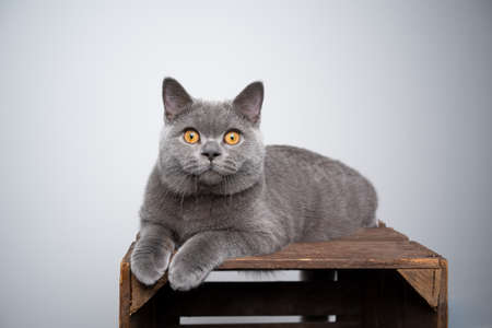 6 month old blue british shorthair kitten lying on wooden crate looking at camera curiously with copy spaceの写真素材