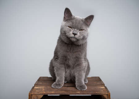 annoyed british shorthair kitten sitting on wooden crate making grumpy face with copy spaceの写真素材