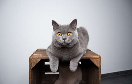 6 month old cute blue british shorthair kitten resting on top of wooden crate looking with copy spaceの写真素材
