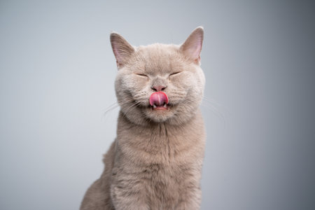 portrait of a hungry 6 month old lilac british shorthair kitten licking lips with eyes closed on gray background with copy spaceの写真素材
