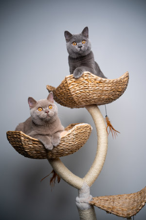 two curious 6 month old british shorthair kittens resting on scratching post together with copy spaceの写真素材