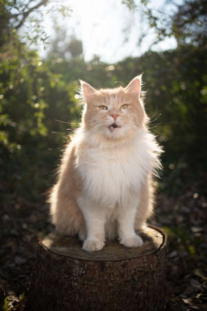 cream colored beige white maine coon cat sitting on stree stump outdoors in sunny nature looking at camera with open mouthの写真素材