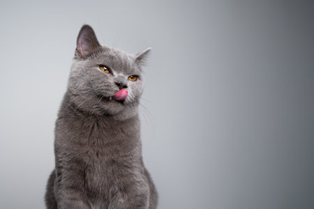 portrait of a hungry 6 month old blue british shorthair kitten licking lips looking to the side on gray background with copy spaceの写真素材