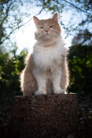 cream colored beige white maine coon cat sitting on stree stump outdoors in sunny nature looking at camera in backlightの写真素材