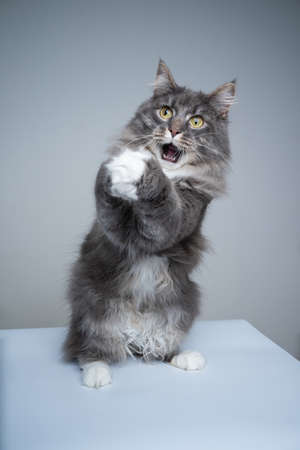 studio shot of a cute gray white maine coon cat folding hands begging with mouth open and funny faceの写真素材