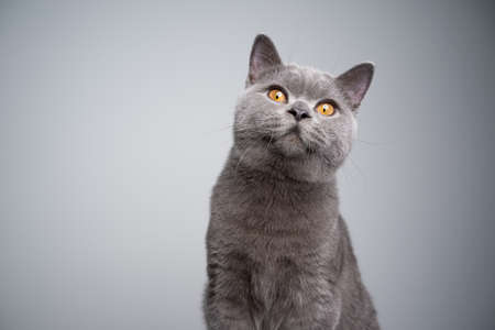 portrait of a 6 month old blue british shorthair kitten looking at camera curiously on gray background with copy spaceの写真素材