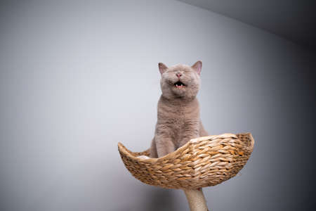 6 month old lilac british shorthair kitten sitting on top of scratching post crying making funny faceの写真素材