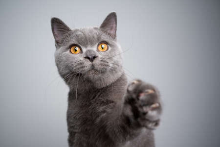 portrait of a 6 month old blue british shorthair kitten raising paw reaching for treats on gray background with copy spaceの写真素材