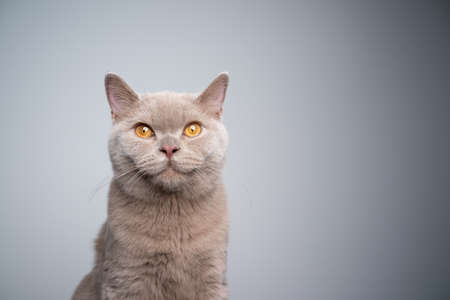 portrait of a 6 month old lilac british shorthair kitten looking at camera on gray background with copy spaceの写真素材