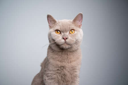portrait of a hungry 6 month old lilac british shorthair kitten looking at camera on gray background with copy spaceの写真素材