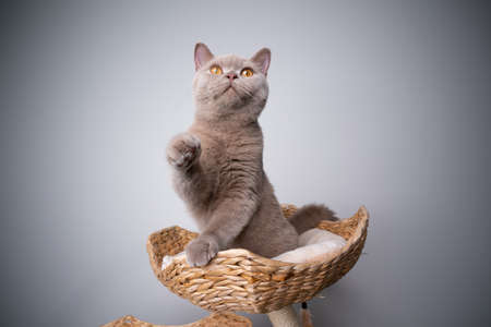 curious 6 month old lilac british shorthair kitten on scratching post playing lifting paw looking upの写真素材