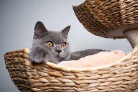 6 month old blue british shorthair kitten resting in comfortable pet bed on scratching postの写真素材