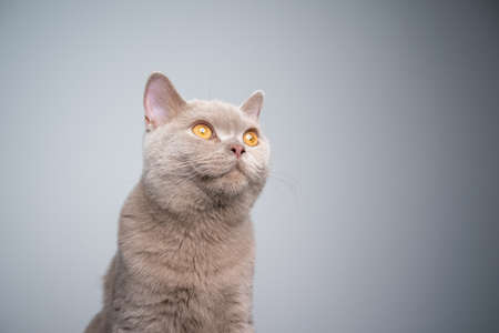 portrait of a 6 month old lilac british shorthair kitten on gray background with copy spaceの写真素材