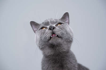 6 month old blue british shorthair kitten making silly face with copy spaceの写真素材