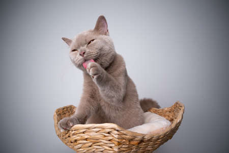 6 month old lilac british shorthair kitten sitting on scratching post grooming licking pawの写真素材