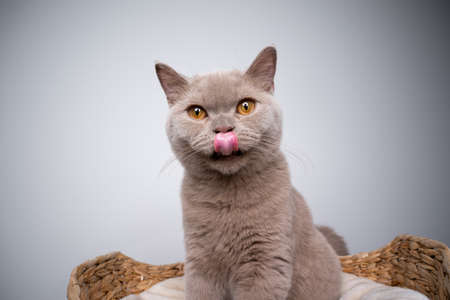 6 month old lilac british shorthair kitten sitting on pet bed licking lips looking at cameraの写真素材