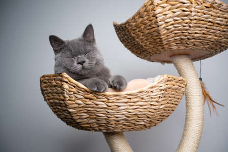 sleepy 6 month old blue british shorthair kitten resting in comfortable pet bed on scratching postの写真素材